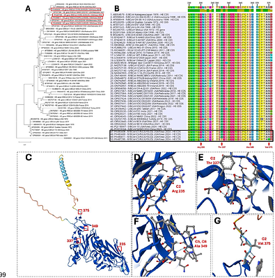 Integrated epidemiological and genomic analysis of some respiratory Bovine Coronavirus isolates reveals circulation of GIIb strains and ongoing viral evolution in U.S. Cattle (2020-2025)