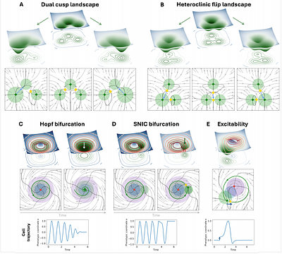 Generative epigenetic landscapes map the topology and topography of cell fates