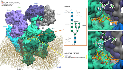 How the terminal glucoside of the N-glycan donor affects the catalytic efficiency of the eukaryotic oligosaccharyltransferase