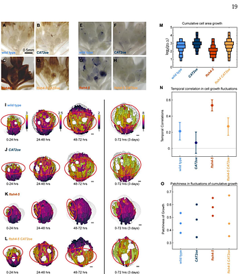 ROS inhibits microtubule dynamics and cell growth heterogeneity during Arabidopsis sepal morphogenesis