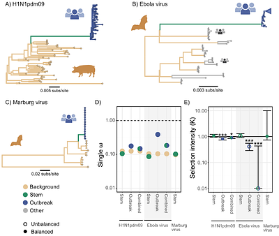 Dynamics of natural selection preceding human viral epidemics and pandemics.