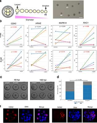 Early transcriptional divergence underlies cell fate bias in bovine embryos