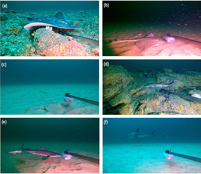 Conservation relevant fine scale distribution and habitat associations of threatened elasmobranchs in temperate nearshore waters