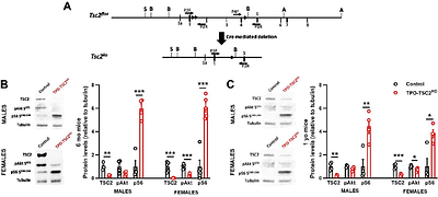 Activation of the mechanistic target of rapamycin complex 1 (mTORC1) in thyrocytes induces follicular hyperplasia and impairs thyroid hormone synthesis