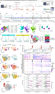 A distinct subset of stem-cell memory is poised for the cytotoxicity program in CD4+ T cells in humans.