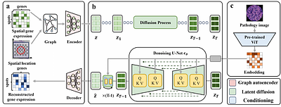DiffuST: a latent diffusion model for spatial transcriptomics denoising
