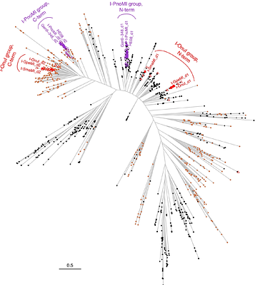 The activity, divergence, and evolutionary degradation of modern-day homing endonucleases and their reconstructed ancestors