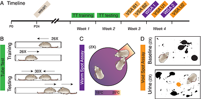 Social hierarchy assays measure independent features of competitive ability
