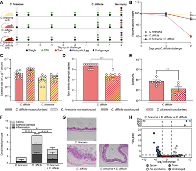 Bile acid dependent attenuation of toxin mediated disease is independent of colonization resistance against C. difficile