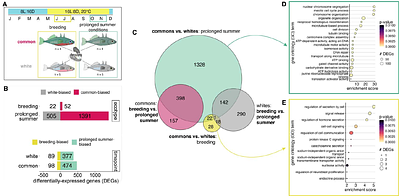 The gonad as a mediator of life history tradeoffs: Antagonistic hormonal pleiotropy facilitates evolutionary divergence in reproductive strategies