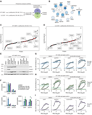 Dissecting Complex Interactions Between Ferroptosis and the Proteasome