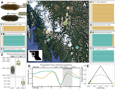 Mitochondrial introgression in North American red-backed voles is facilitated by co-introgression at nuclear-encoded mitochondrial genes
