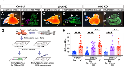 Extracellular stiffness regulates cell fate determination and drives the emergence of evolutionary novelty in teleost heart