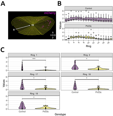 Disruption of hemocyte differentiation and distribution in Drosophila Ptr23c mutants
