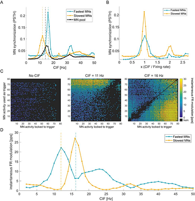 High-frequency common inputs entrain motoneuron subpopulations differently