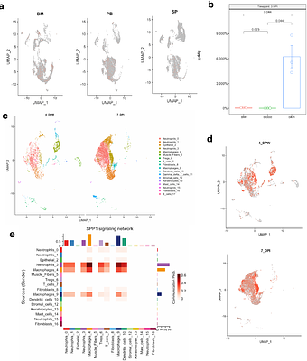 Osteopontin promotes lesion repair during Staphylococcus aureus skin infections