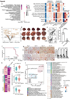 Lineage recording reveals hijacked hepatic progenitor states as a common origin of HCC and ICC