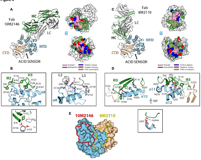 Potent Neutralization by Antibodies Targeting the Mpox A28 Protein
