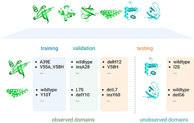 Protein Stability Prediction by Fine-tuning a Protein Language Model on a Mega-scale Dataset