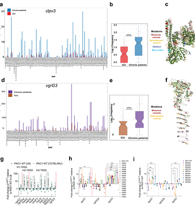 T6SS mutants exploit itaconate to support infection of phagocytes