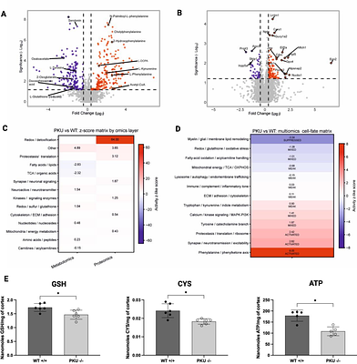 Integrated metabolic and proteostatic profiling reveals remodeling of proteolytic pathways associated with redox-bioenergetic dysfunction in a PAHenu2 mouse model of phenylketonuria
