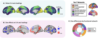 Sex differences in intrinsic functional cortical organization reflect differences in network topology rather than cortical morphometry
