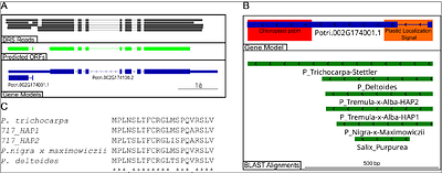 Transcriptional Characterization of Nuclear-Integrated Organellar DNA in Populus