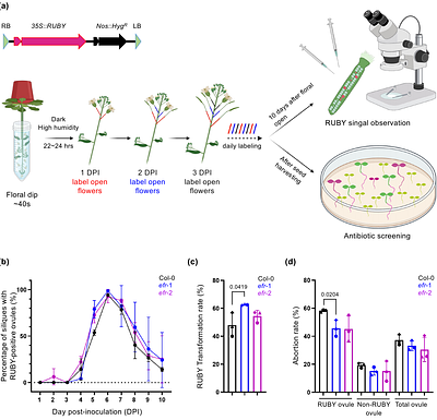 Floral Stage Optimization and Immune Evasion Enhance Agrobacterium-Mediated Genome Editing in Arabidopsis