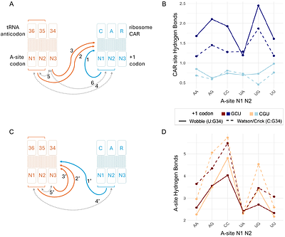 Interplay of the ribosome A and CAR sites