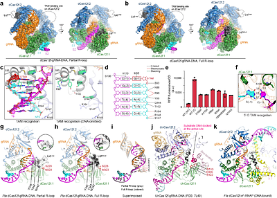 Structural basis of RNA-guided transcription by a dCas12f-σE-RNAP complex