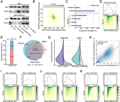 Bromodomain protein IBD1 bridges histone acetylation and H2A.Z deposition to fine-tune transcription and prevent hyperactivation in Tetrahymena thermophila