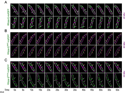 Intrinsic features of the RNase E membrane targeting sequence specify RNA degradosome organisation and activity