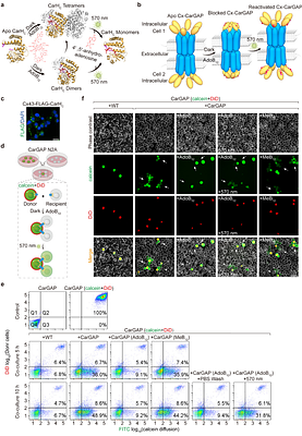 Controllable Gap Junctions by Vitamin B12 and Light
