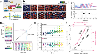 Energy-precision trade-off in mitotic oscillators revealed by ATP modulation in artificial cells