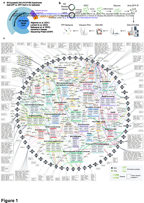 Interactome mapping in human excitatory neurons reveals novel risk genes and pathways in Alzheimer's disease