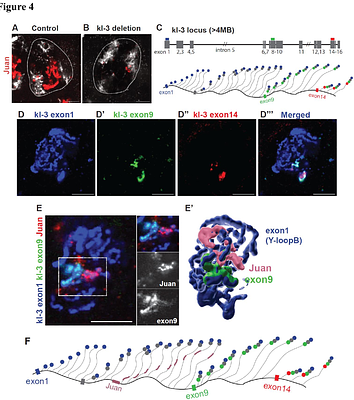 Fertility Gene Introns Harbor Transposable Elements that Shape Y-Loop Architecture