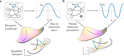 A Waddingtonian description of the dynamics of Turing patterns