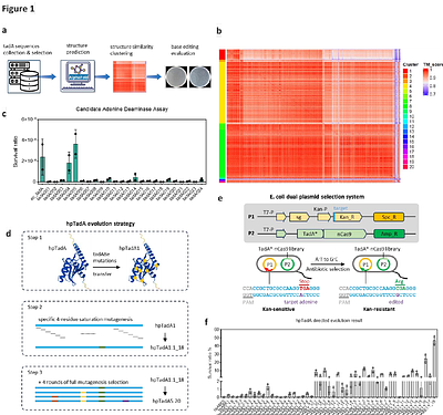 Sequential Amino Acid Mutagenesis-Driven De Novo Evolution of Adenine Deaminases Enables Efficient In Vivo Base Editing in Primate