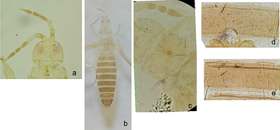 FIRST EVIDENCE OF PRESENCE OF RALSTONIA SOLANACEARUM IN THRIPS HAWAIIENSIS (THYSANOPTERA: THRIPIDAE) IN INDANG, CAVITE