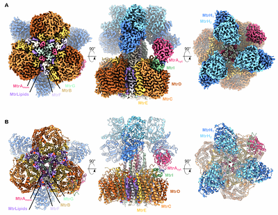 Structure of the energy converting methyltransferase (Mtr) of Methanosarcina mazei in complex with an oxygen-stress responsive small protein