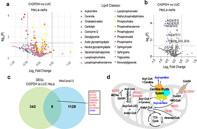 A genetically encoded bifunctional enzyme mitigates redox imbalance and lipotoxicity via engineered Gro3P-Glycerol shunt