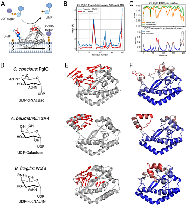 Correlating membrane-protein dynamics with function: Integrating bioinformatics, molecular dynamics, and single-molecule FRET