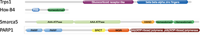 Vector semantics of multidomain protein architectures