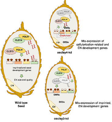Loss of function of chromatin remodeler OsCLSY4 leads to RdDM-mediated mis-expression of endosperm-specific genes affecting grain qualities