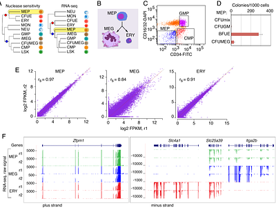 Divergence between transcriptomes and chromatin accessibility during differentiation from a bipotential progenitor cell population to erythroblasts and megakaryocytes