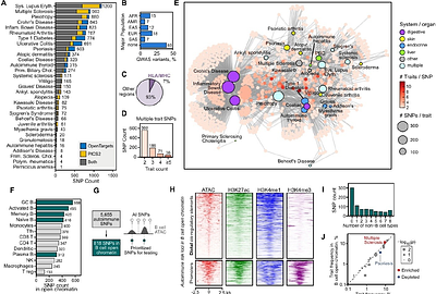 Single-cell CRISPR activation screens in primary B cells discover gene regulatory mechanisms for hundreds of autoimmune risk loci.
