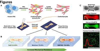 Mechanical Resistance to Micro-Heart Tissue Contractility unveils early Structural and Functional Pathology in iPSC Models of Hypertrophic Cardiomyopathy