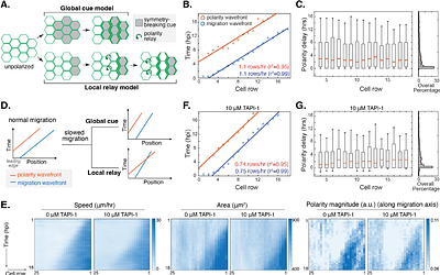 Synthetic reconstitution of planar polarity initiation reveals collective migration as a symmetry-breaking cue