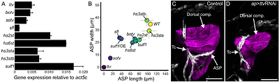 Heparan sulfate is essential for Drosophila FGF export