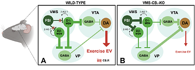 Ventromedial striatal GABAergic interneurons sex-dependently gate cost-benefit choices between food and exercise